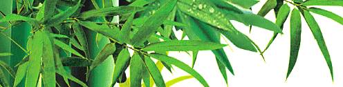 bamboo leaf